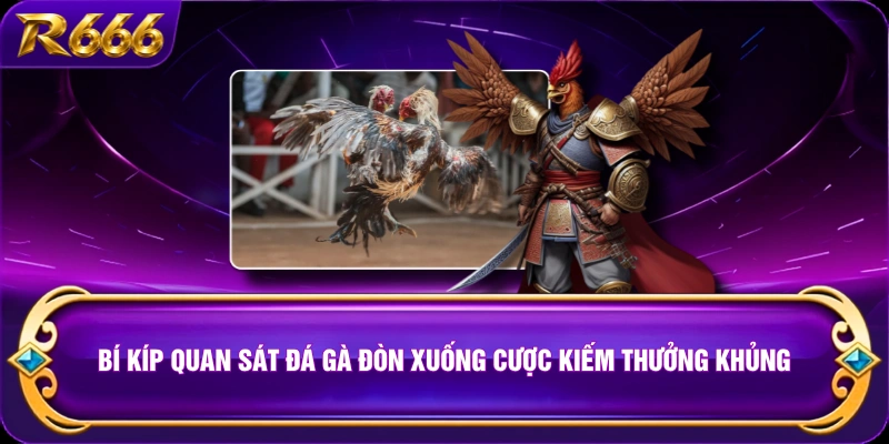 Bí kíp quan sát đá gà đòn xuống cược kiếm thưởng khủng