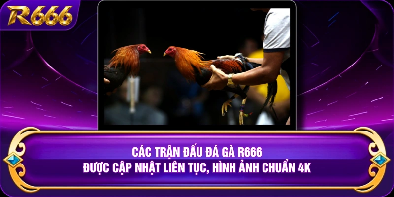 Các trận đấu đá gà R666 được cập nhật liên tục, hình ảnh chuẩn 4K
