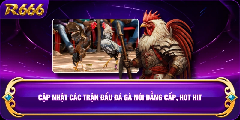 Cập nhật các trận đấu đá gà nòi đẳng cấp, hot hit