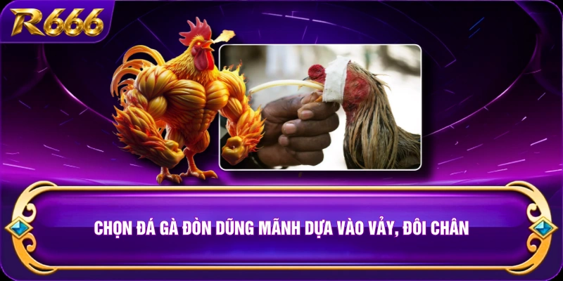 Chọn đá gà đòn dũng mãnh dựa vào vảy, đôi chân