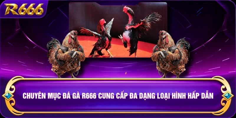 Chuyên mục đá gà R666 cung cấp đa dạng loại hình hấp dẫn