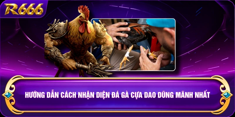 Hướng dẫn cách nhận diện đá gà cựa dao dũng mãnh nhất