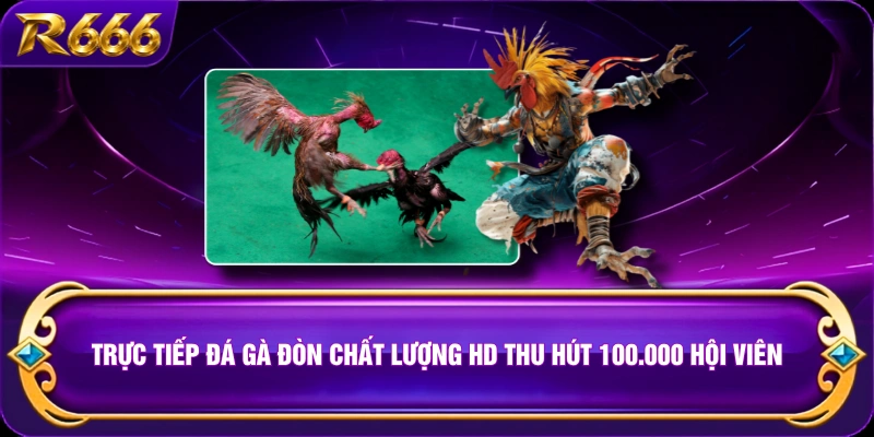 Trực Tiếp Đá Gà Đòn Chất Lượng HD Thu Hút 100.000 Hội Viên